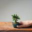 Olive Bonsai #1037 (Mini)