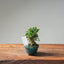 Olive Bonsai #1037 (Mini)