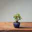 European Birch #1038
