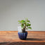 European Birch #1038