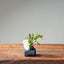 European Birch #1039