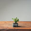 European Birch #1040