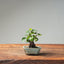 European Birch #1041