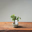 European Birch #1041
