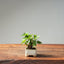 European Birch #1042