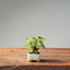 European Birch #1042