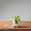 European Birch #1042