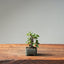 European Birch #1043