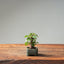 European Birch #1043