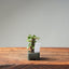 European Birch #1043