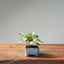 European Birch #1044