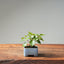 European Birch #1044