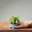 European Birch #1044