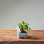 European Birch #1044