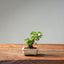 European Birch #1045