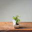 European Birch #1045
