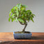 Japanese Hornbeam #1046
