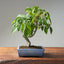 Japanese Hornbeam #1046
