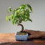 Japanese Hornbeam #1046