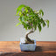 Japanese Hornbeam #1046