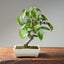 Japanese Hornbeam #1047