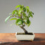 Japanese Hornbeam #1047