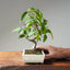 Japanese Hornbeam #1047