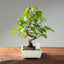 Japanese Hornbeam #1047