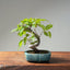 Japanese Hornbeam #1048