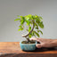 Japanese Hornbeam #1048