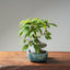 Japanese Hornbeam #1048