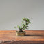 Cotoneaster Bonsai #1049