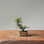Cotoneaster Bonsai #1049