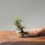 Cotoneaster Bonsai #1049