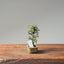 Cotoneaster Bonsai #1049