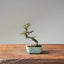 Cotoneaster Bonsai #1050