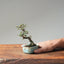 Cotoneaster Bonsai #1050
