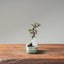 Cotoneaster Bonsai #1050