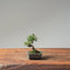 Cotoneaster Bonsai #1051