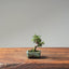 Cotoneaster Bonsai #1051
