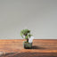 Cotoneaster Bonsai #1051