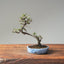 Cotoneaster Bonsai #1052