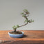 Cotoneaster Bonsai #1052