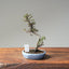 Cotoneaster Bonsai #1052