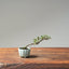 Cotoneaster Bonsai #1053