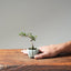 Cotoneaster Bonsai #1053