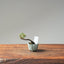 Cotoneaster Bonsai #1053