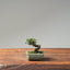 Cotoneaster Bonsai #1054