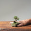 Cotoneaster Bonsai #1054