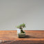 Cotoneaster Bonsai #1054